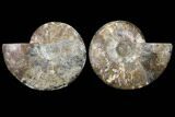 Cut & Polished Ammonite Fossil - Agatized #91181-1